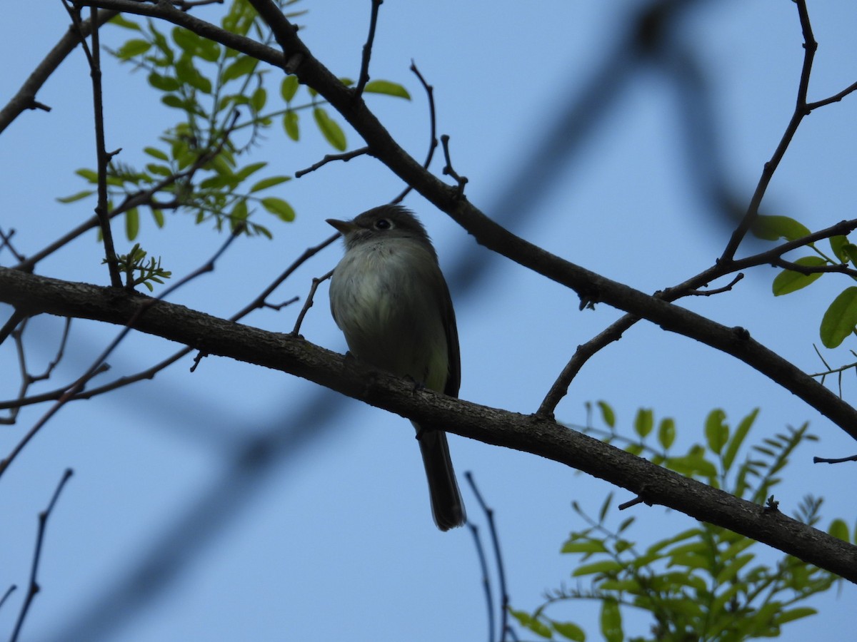 Empidonax sp. - ML573711131