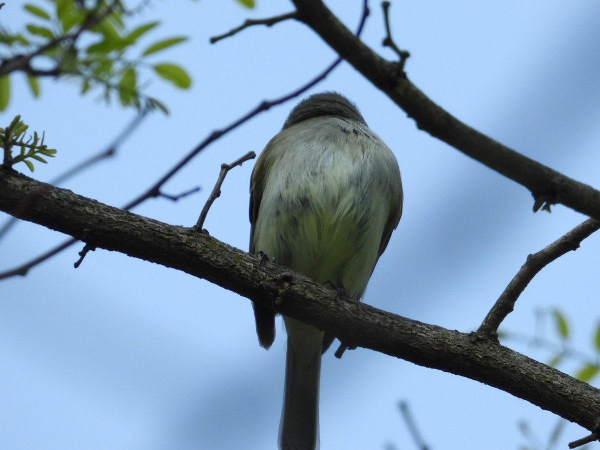 Empidonax sp. - ML573711141