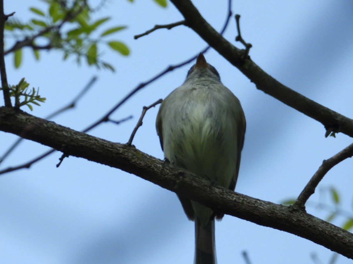 Empidonax sp. - ML573711151