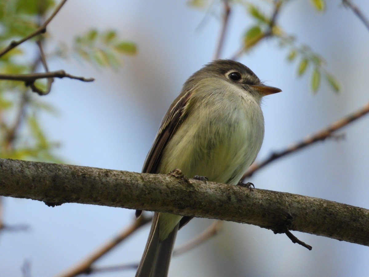 Empidonax sp. - ML573711161