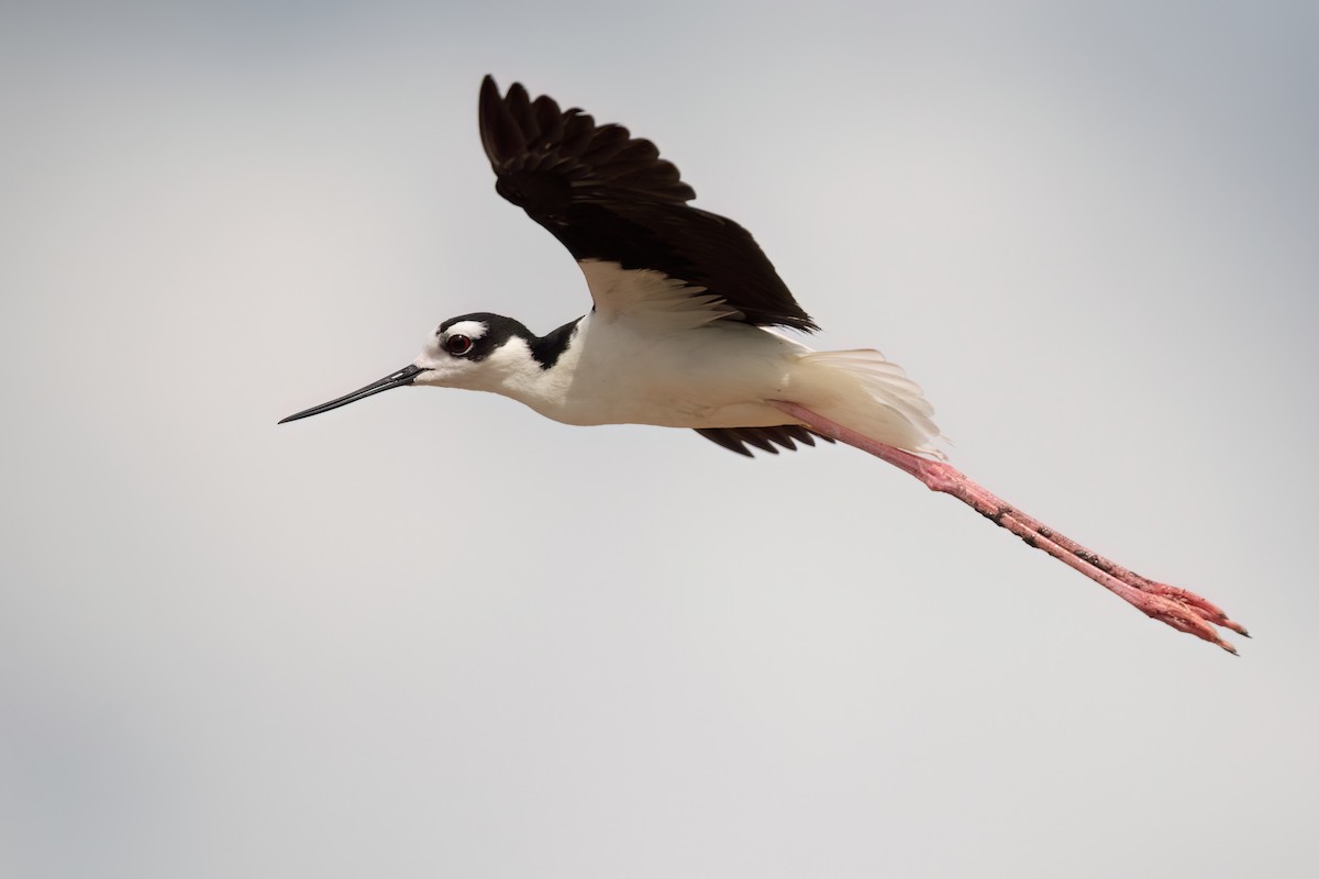 Black-necked Stilt - ML573711271