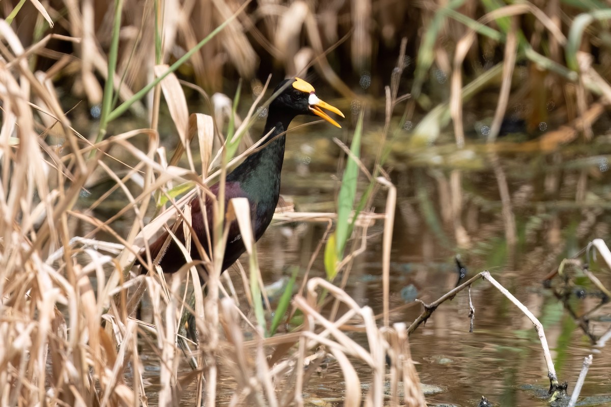 Northern Jacana - ML573711291