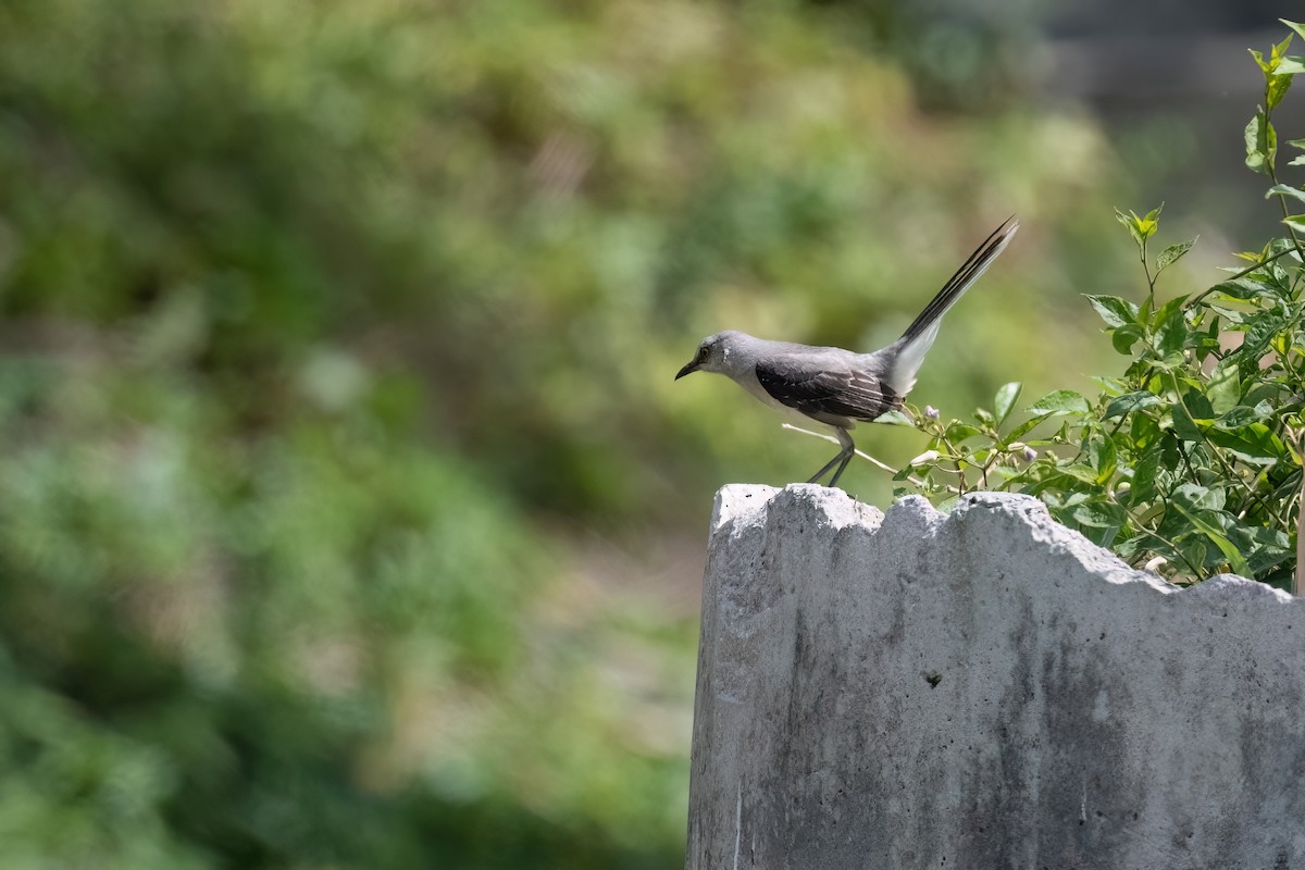 Tropical Mockingbird - ML573711411