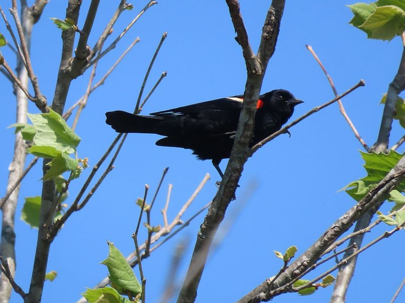 Red-winged Blackbird - ML573712331