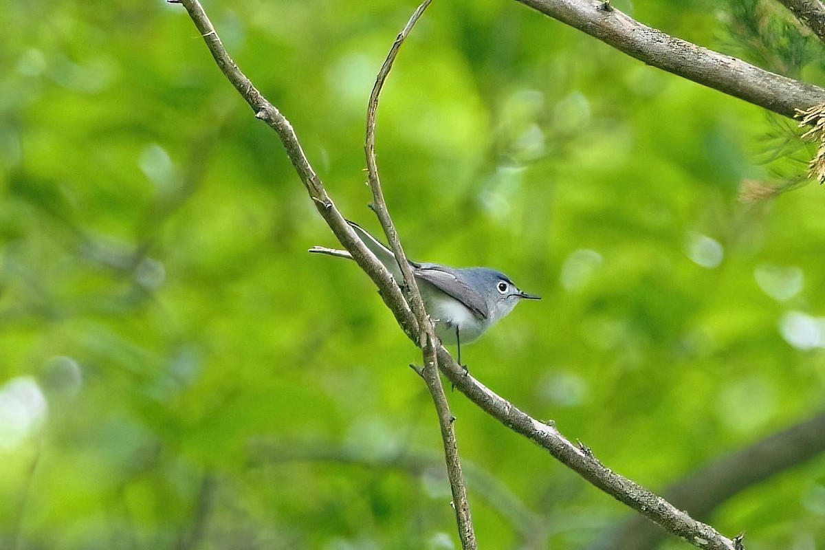 Blue-gray Gnatcatcher - ML573713821