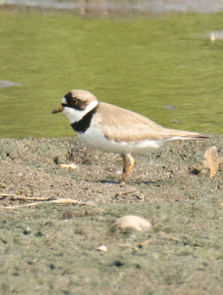 Semipalmated Plover - ML573714101