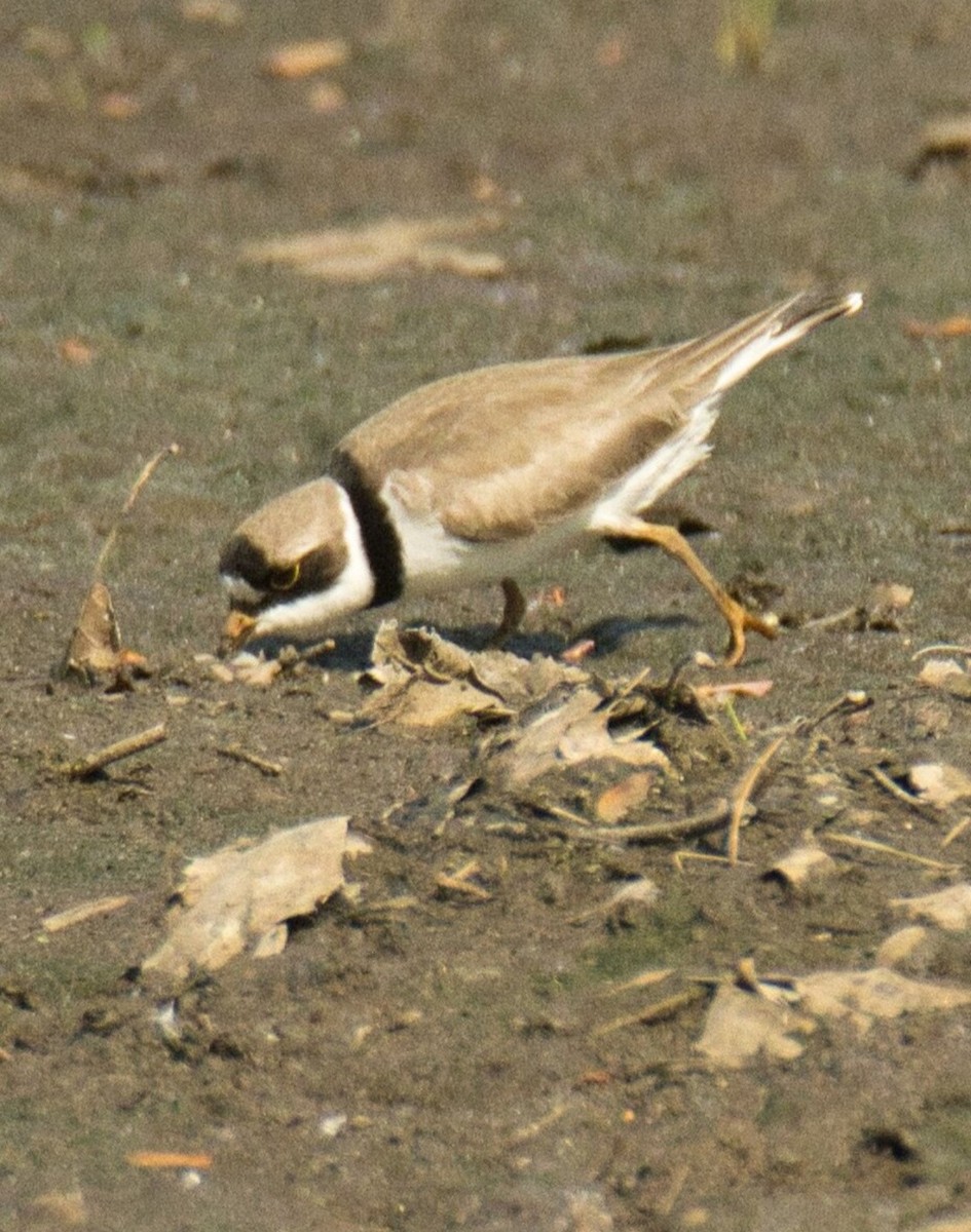 Semipalmated Plover - ML573714111