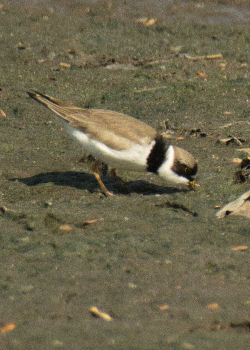 Semipalmated Plover - ML573714121