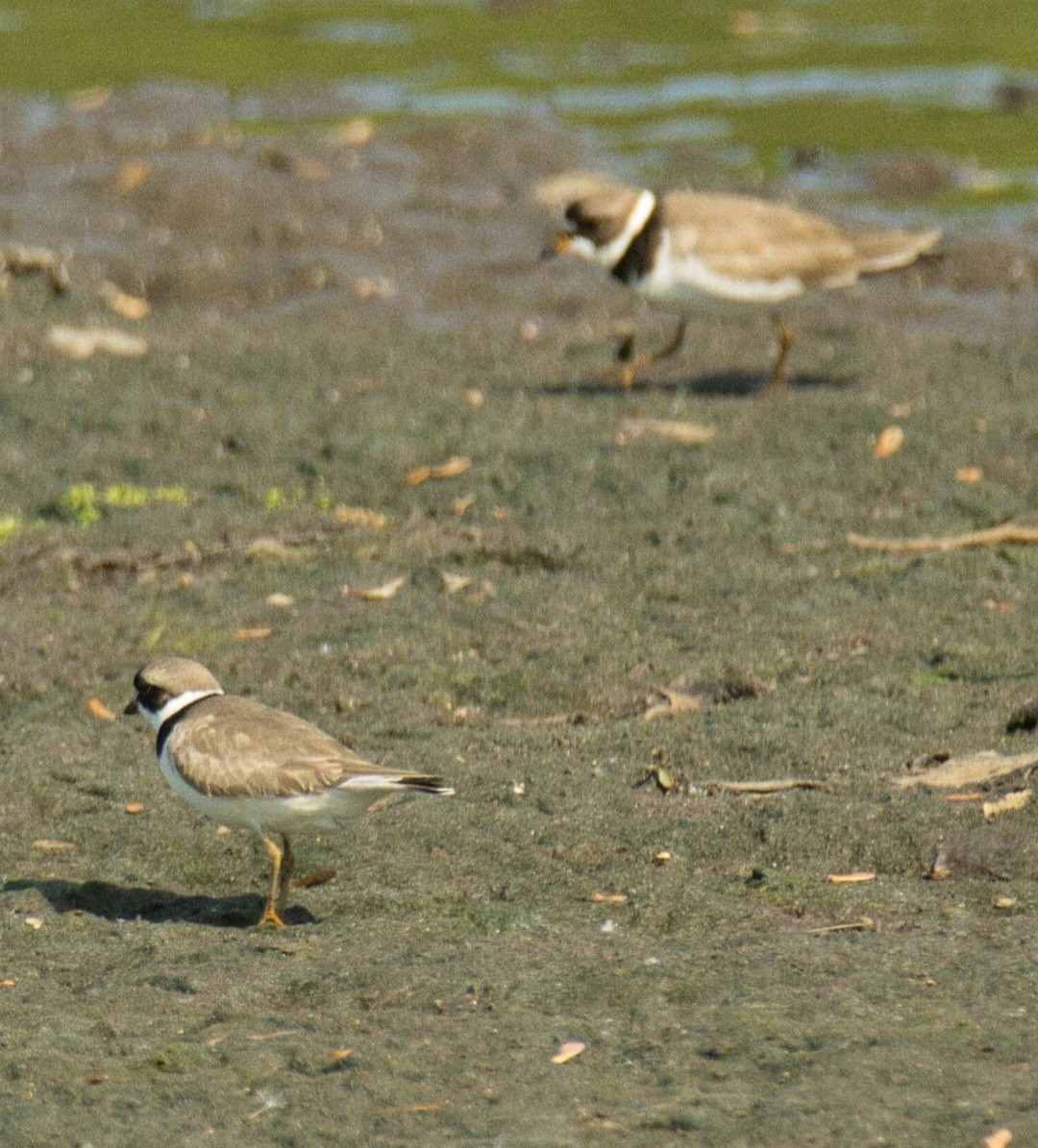 Semipalmated Plover - ML573714131