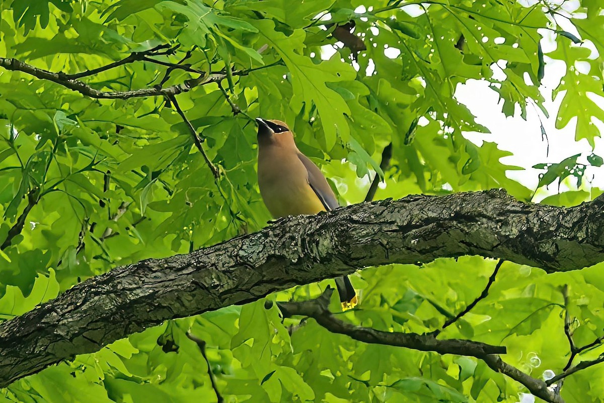 Cedar Waxwing - ML573714151