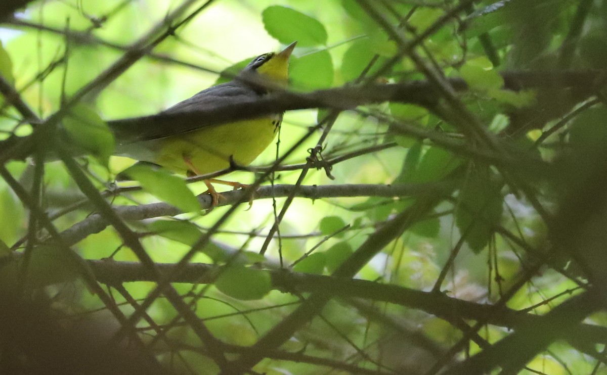 Canada Warbler - ML573714251