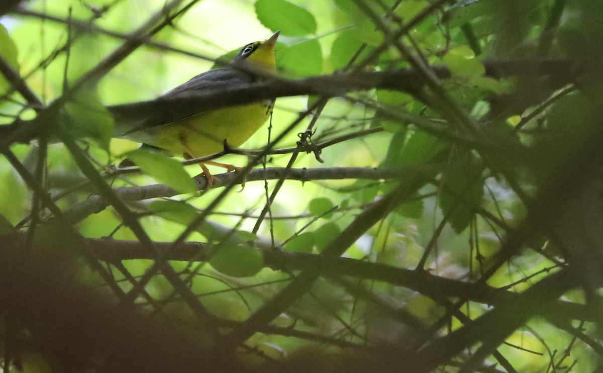 Canada Warbler - ML573714321