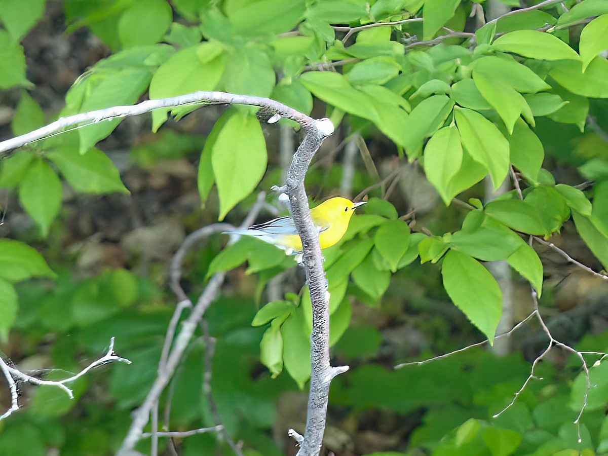 Prothonotary Warbler - ML573714331