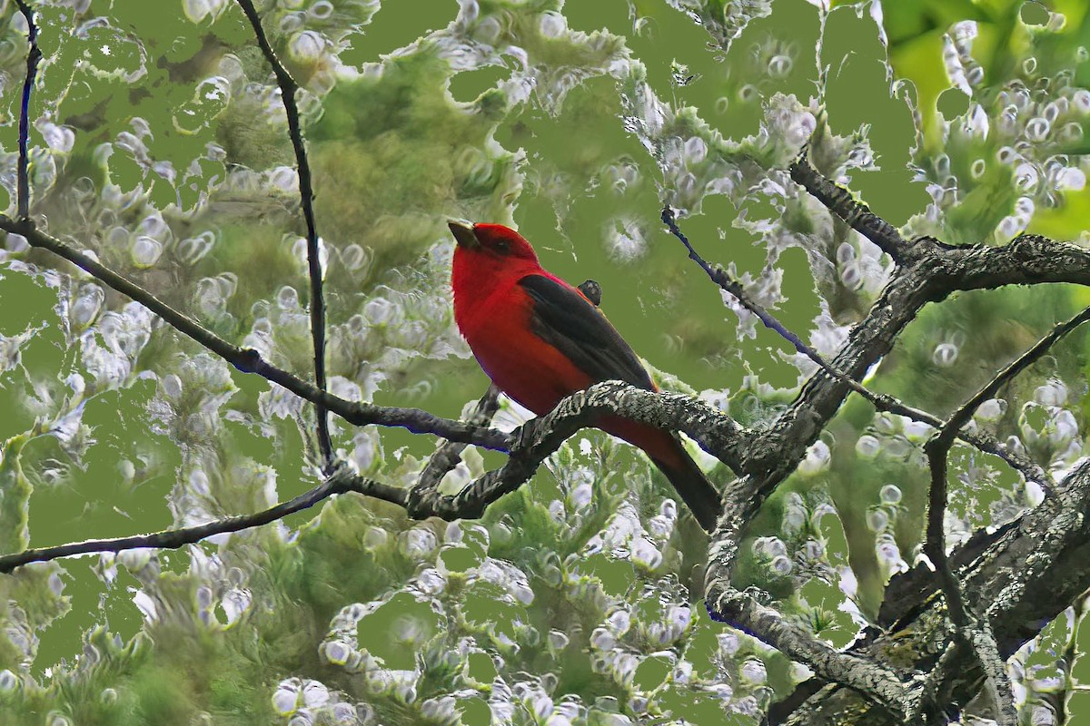 Scarlet Tanager - ML573714391