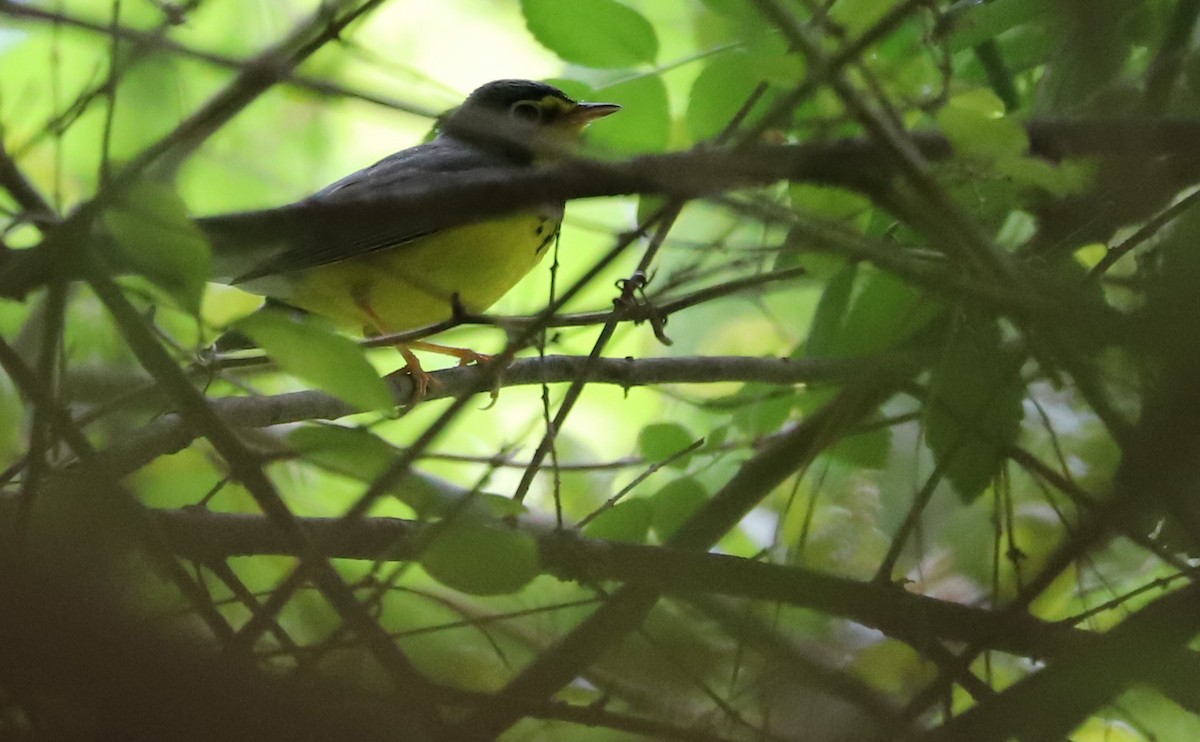 Canada Warbler - ML573714411