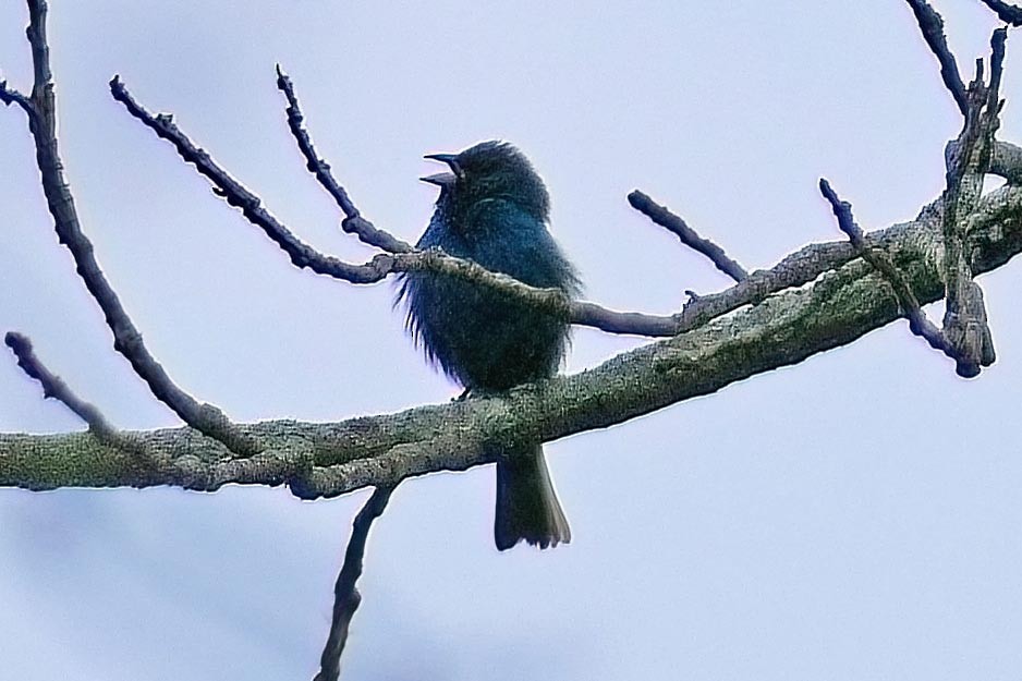 Indigo Bunting - ML573714501