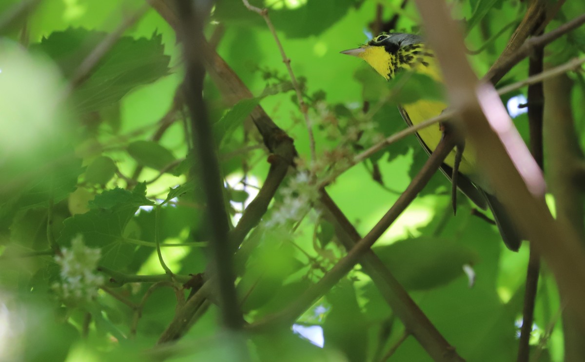 Canada Warbler - ML573714541