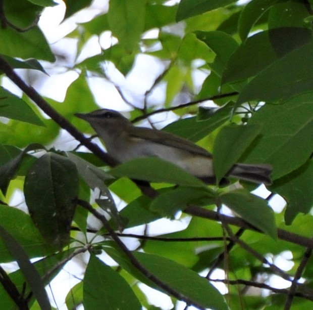 Red-eyed Vireo - ML573715071