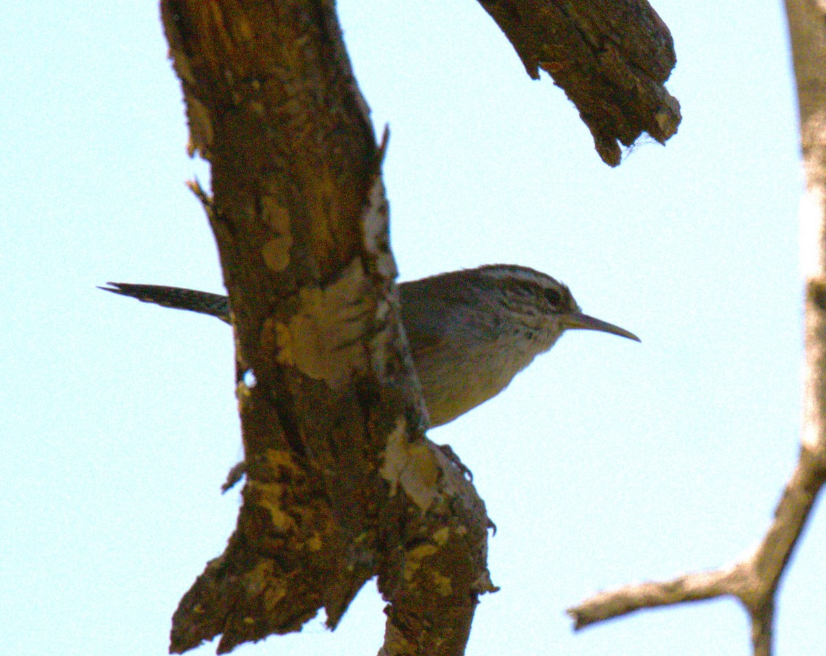 Bewick's Wren - ML573715501