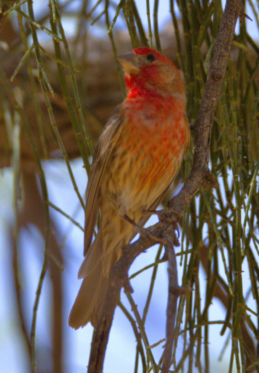 House Finch - ML573715651