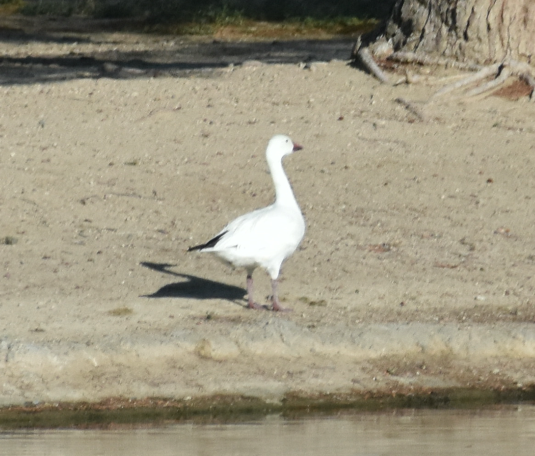 Snow Goose - ML573715681