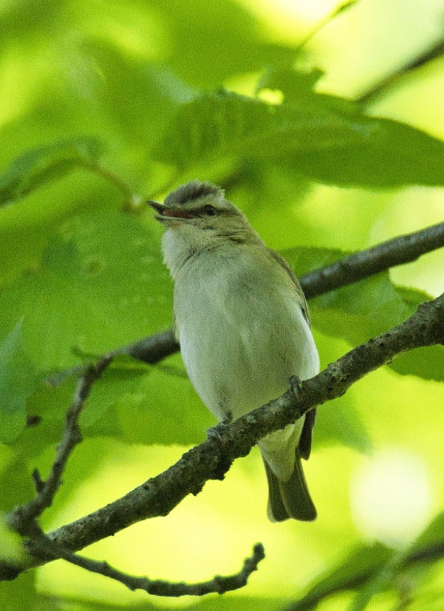 rødøyevireo - ML573716231