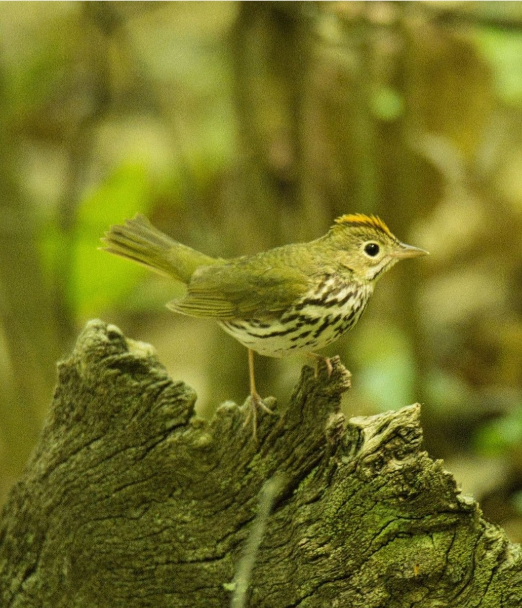 Ovenbird - ML573716531