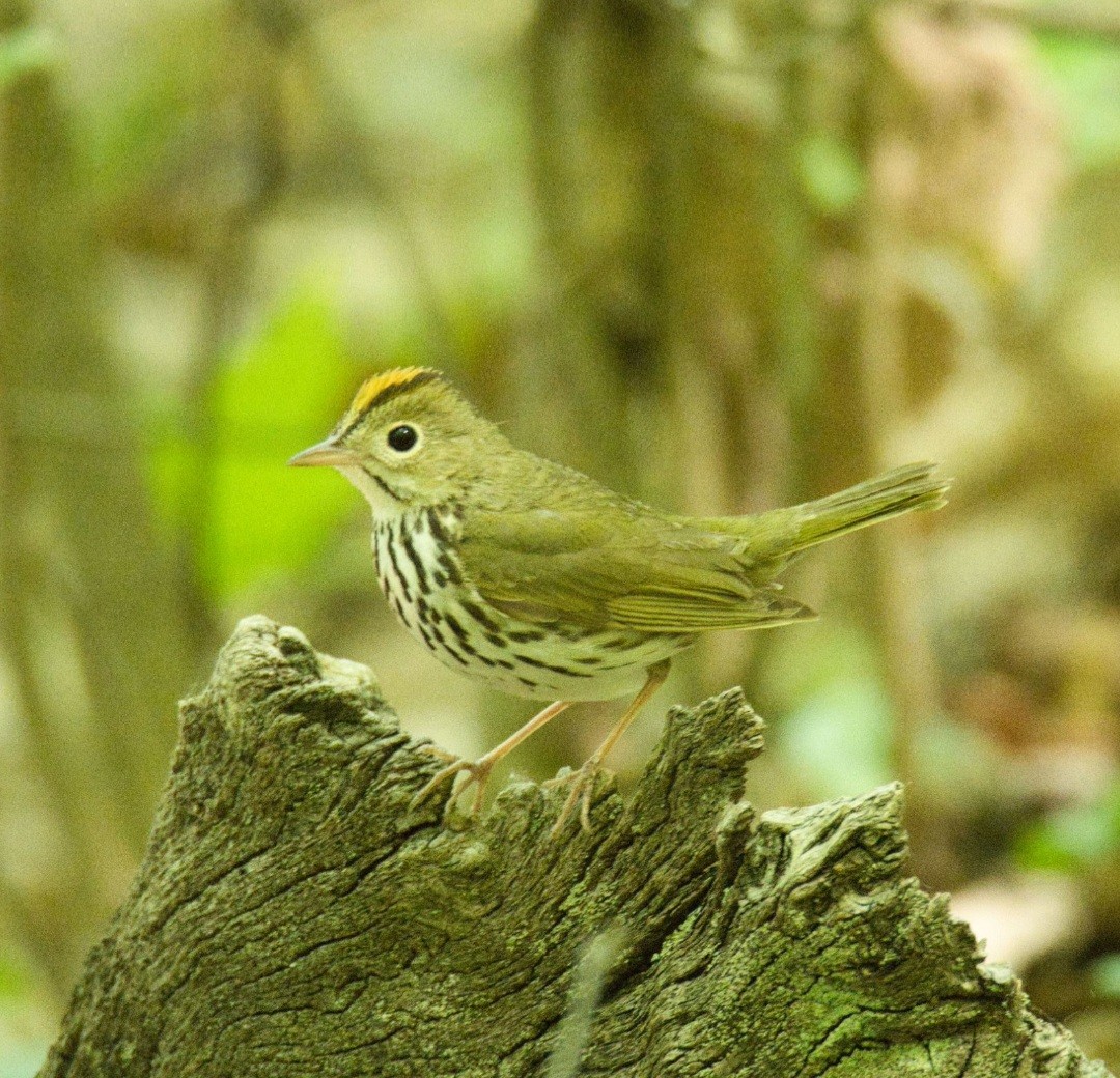 Ovenbird - ML573716541