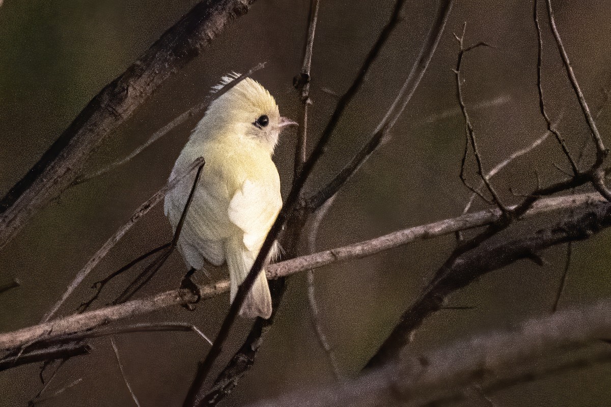 Yellow-bellied Elaenia - ML573717471