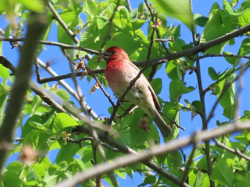 House Finch - Tracy The Birder