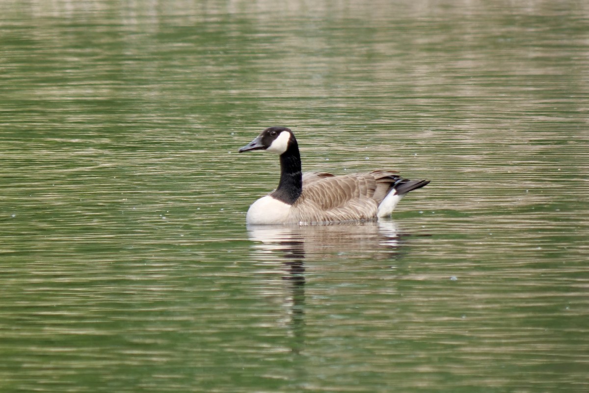 Bernache du Canada - ML573718161