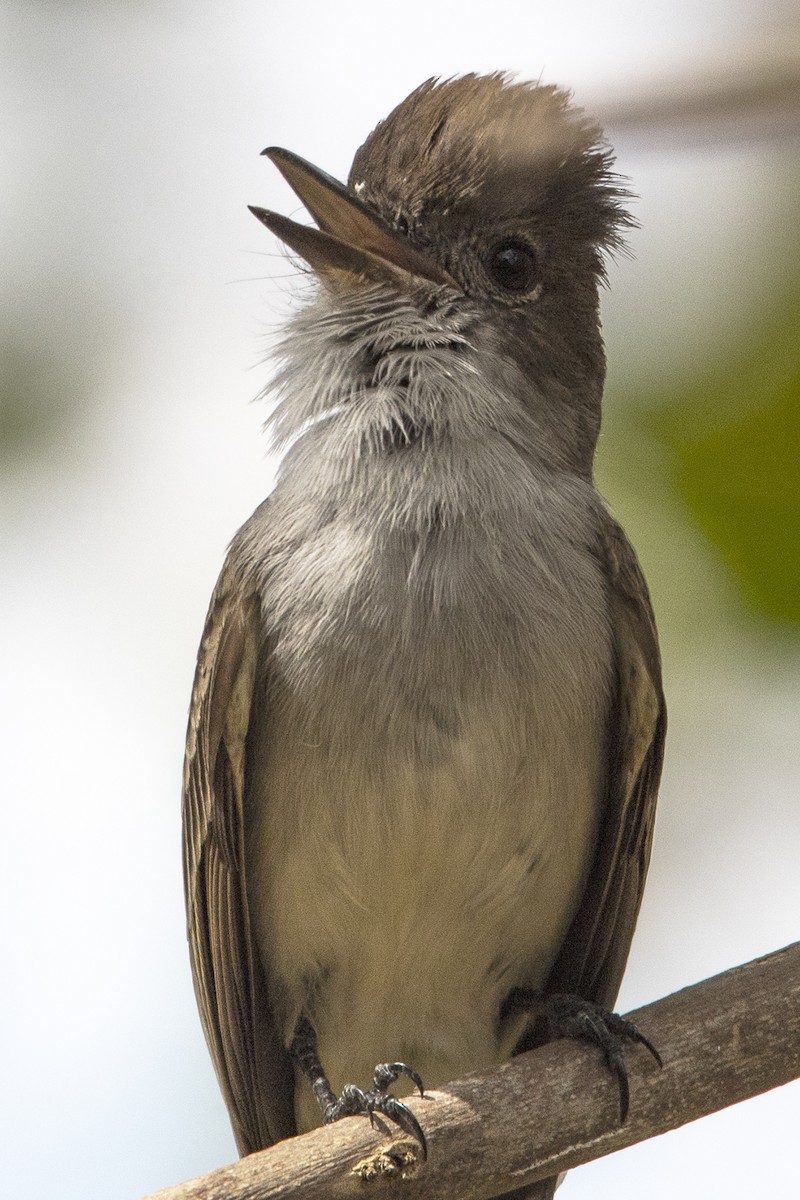 La Sagra's Flycatcher - Yorniel Martínez Cruz