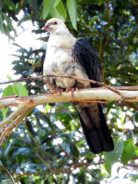 White-headed Pigeon - ML57371841