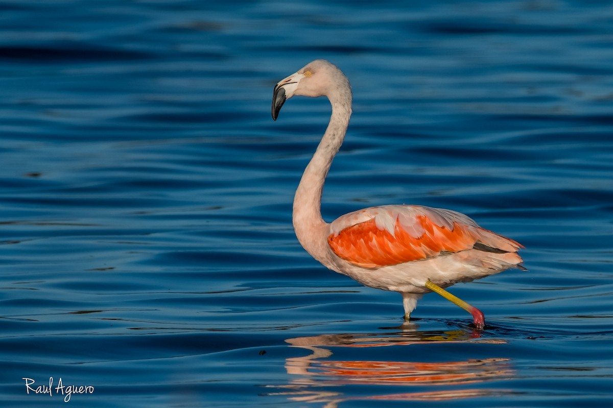 Şili Flamingosu - ML573719391