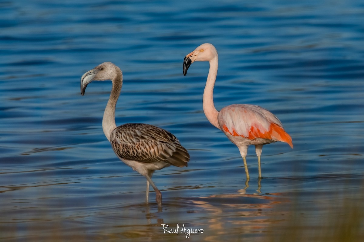 Chilean Flamingo - ML573719401