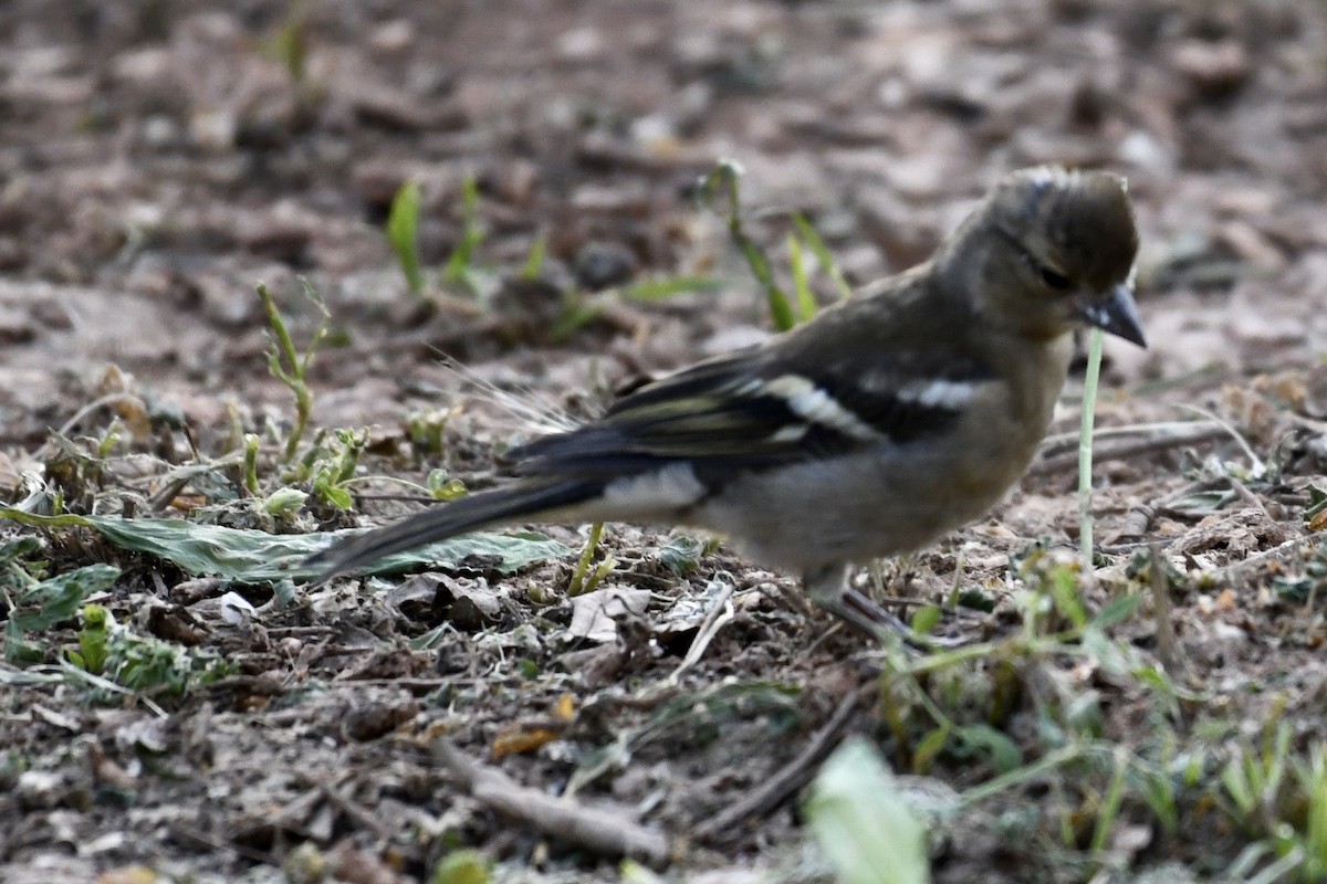 Common/African Chaffinch - ML573719921