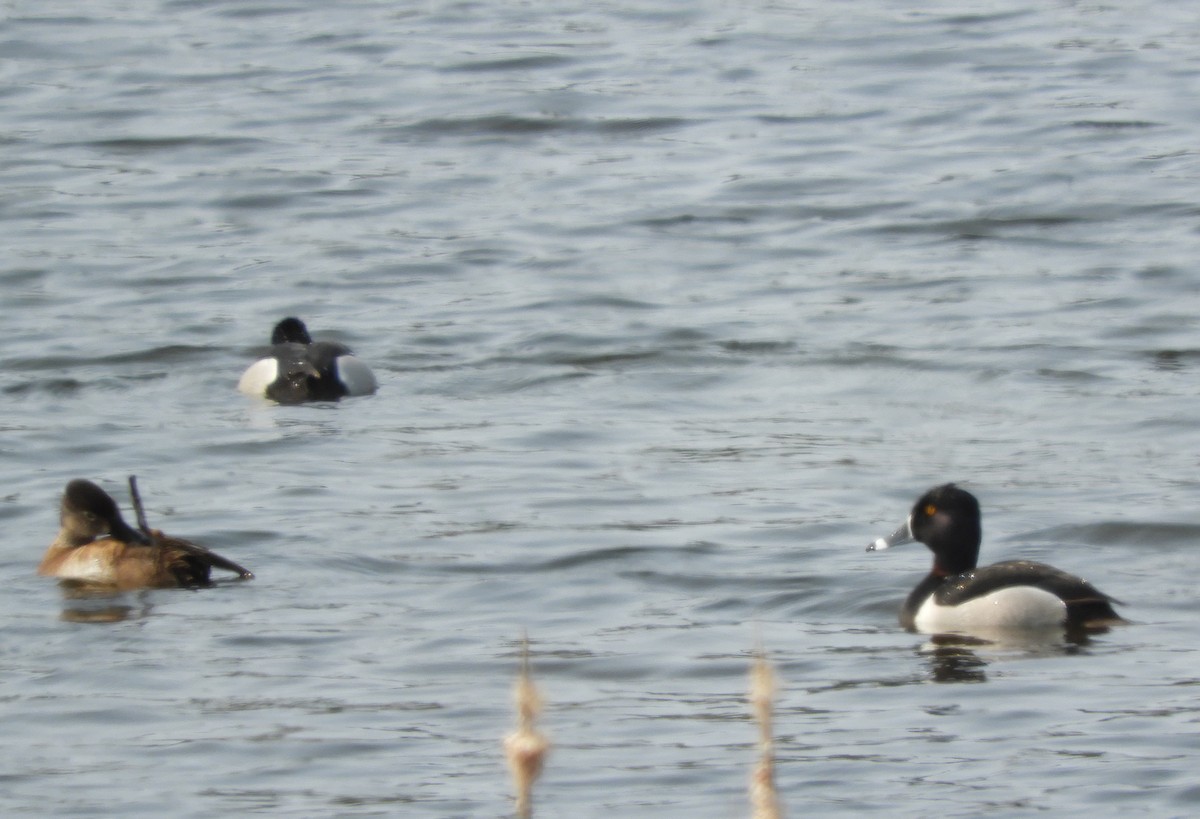 Ring-necked Duck - ML573719951