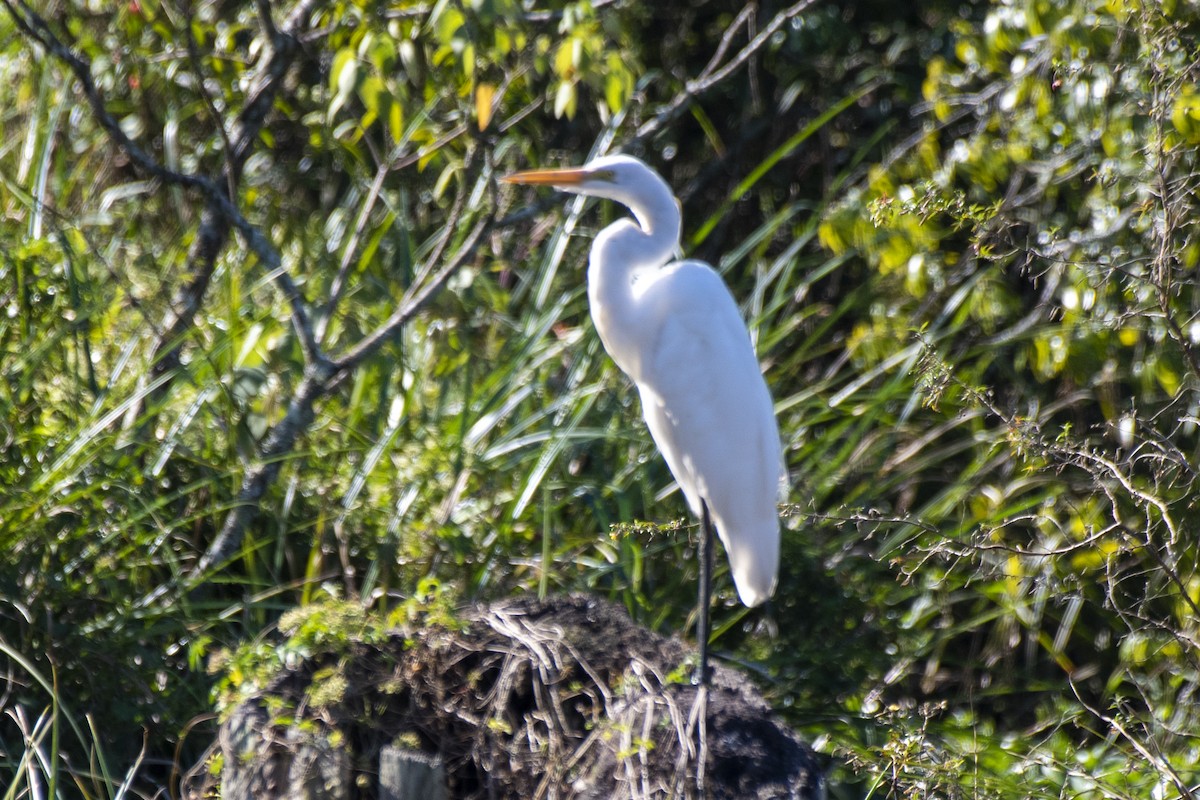 Great Egret - ML573720581