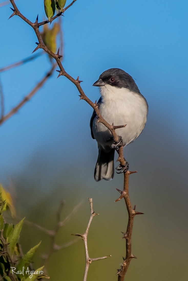 Black-capped Warbling Finch - Raul Aguero