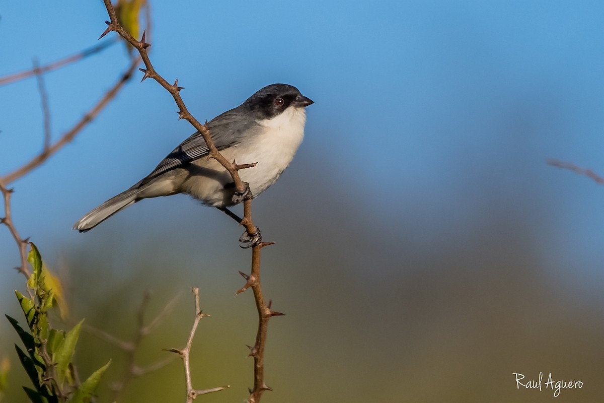 Black-capped Warbling Finch - Raul Aguero