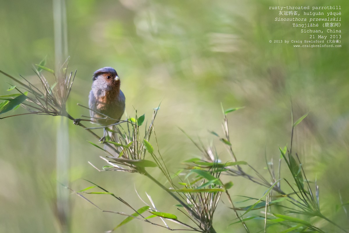 Rusty-throated Parrotbill - ML57372121