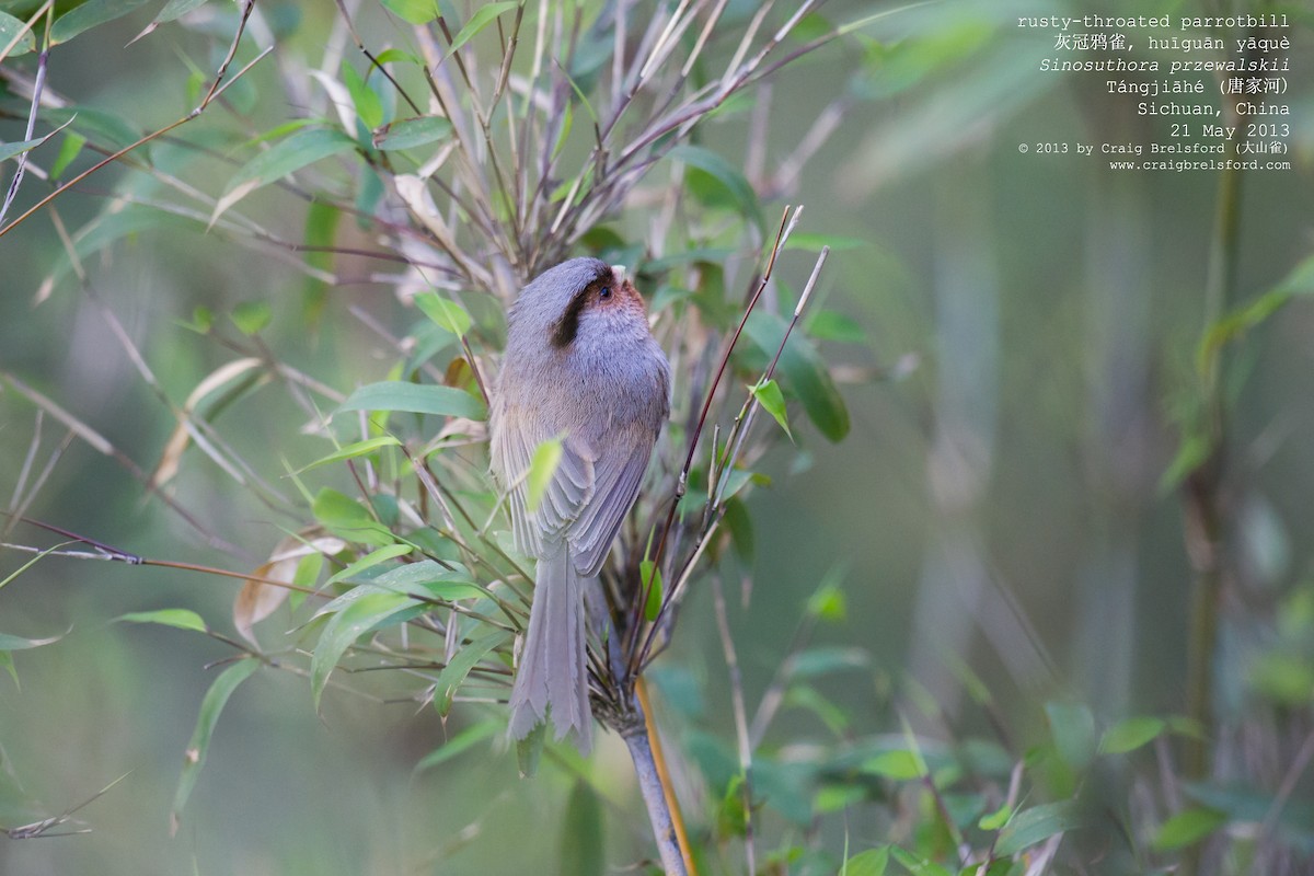 Rusty-throated Parrotbill - ML57372131