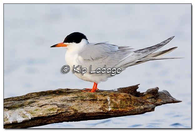 Forster's Tern - Kip Ladage