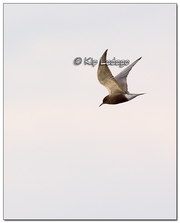 Black Tern - ML57372191