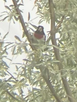 Rose-breasted Grosbeak - Andrew Theus