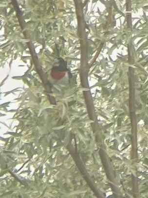 Cardinal à poitrine rose - ML573722161