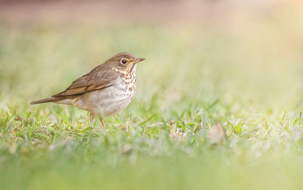 Swainson's Thrush - ML573722431