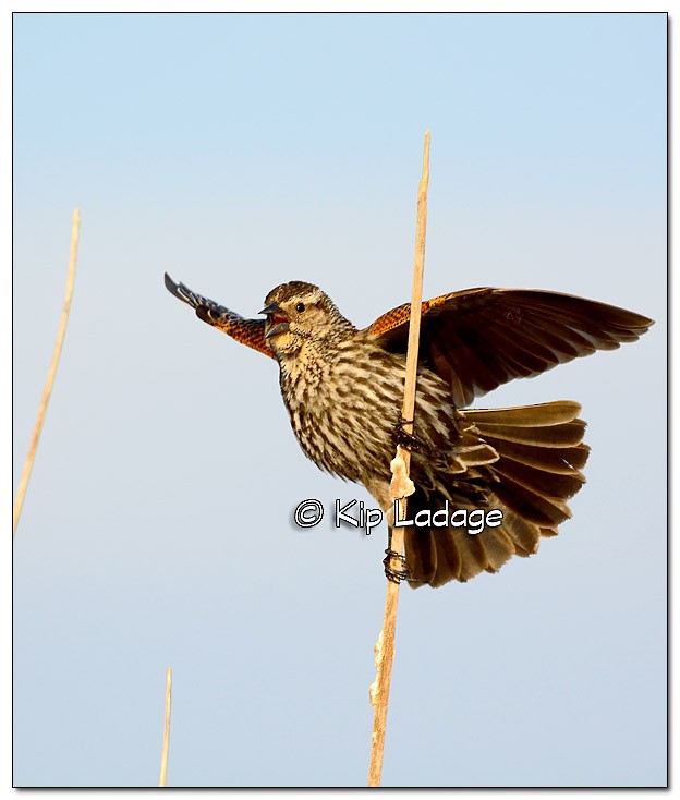 Red-winged Blackbird - ML57372251