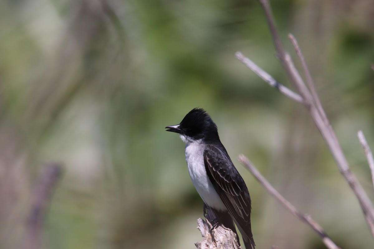 Eastern Kingbird - ML573723521