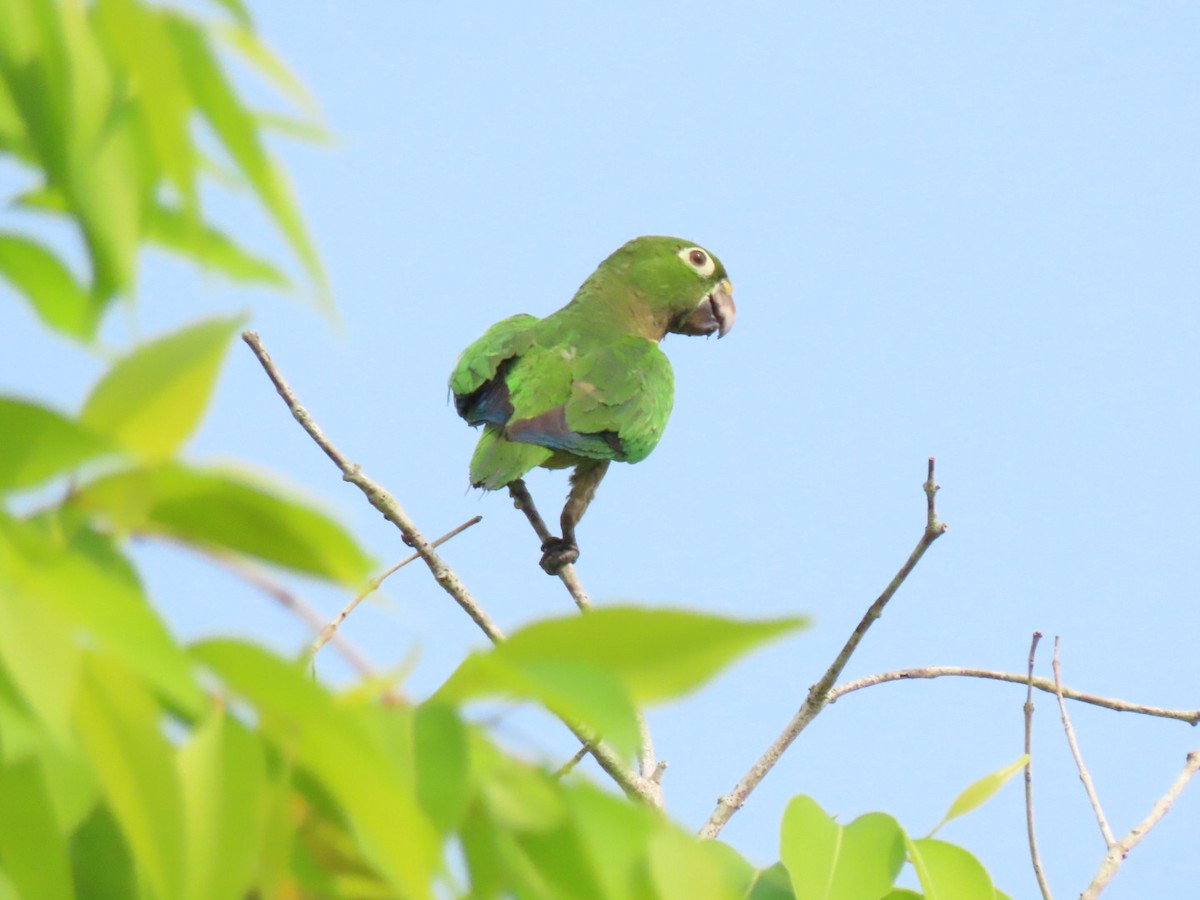 Olive-throated Parakeet - ML573725251